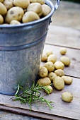 Freshly harvested potatoes in a bucket