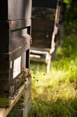 Bees in front of a beehive