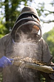 Imker bei der Arbeit am Bienenstock