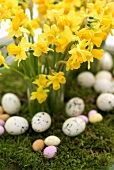 Daffodils and Easter eggs
