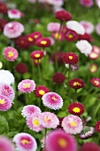 Pink and red daisies in a garden