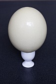 An ostrich egg in an eggcup