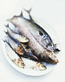 Fresh sardines, mackerel and trout