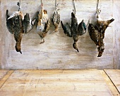 Hung game birds (unplucked)