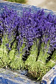 Bunches of fresh lavender