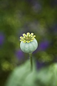 A poppy seed head