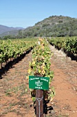 Shiraz-Weinanbau in Orange Grove bei Robertson, Provinz Westkap in Südafrika