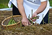 Cook picking asparagus (Saundersfoot, Pembrokeshire, Wales)