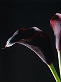 Purple calla lilies