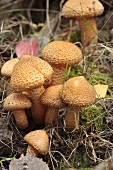 Flaming Pholiota (Pholiota flammans) in a forest