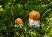 Orange cap boletes in a forest