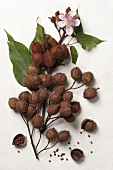Annatto-Frucht (auch: Urucum oder Achiote) (Bixa orellana)