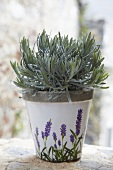 Lavender in a flower pot