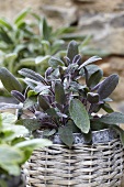 Purple sage in a pot on a stone wall