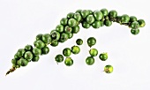 Cluster of green peppercorns