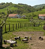 Schweine auf einem Bauernhof in Les Aldules, Baskenland