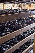 Blaue Trauben beim Trocknen (Weinkellerei Monte dei ragni; Zeno Zignoli)