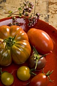 Stillleben mit verschiedenen Tomaten