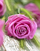 Rosafarbene Rosenblüte (Rosa aqua)