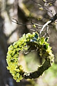 A wreath of cowslip, ilex and moss on a tree branch