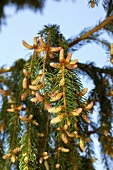 A branch of a pine tree with young cones