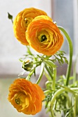 Three yellow buttercups