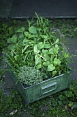 An assortment of fresh herbs in a tin box
