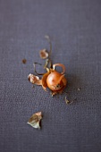 An onion on a blue fabric surface