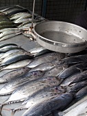 Frischer Fisch auf einem Marktstand in Sri Lanka