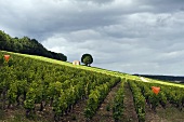 A house on a tree in the vineyard Clos du Rois, Burgundy, France