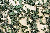 Dried stinging nettles (urtica dioica) bio-dynamic preparation