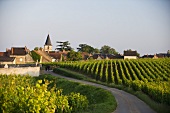 The small village of Vosne-Romanée with the world famous Grand Cru region, Burgundy, France