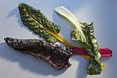 Three chard leaves with coloured stems
