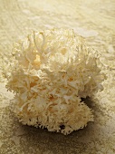 Friseepilz (Hericium coralloides)