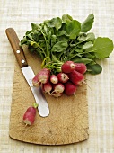 A bunch of radishes with knife on a wood cutting board