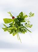 Bouquet of herbs with garlic chives, parsley and basil