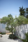 Olivenbaum im Innenhof eines Hauses (Ile de Re, Frankreich)