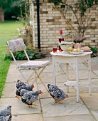 Chickens on terrace, pears and wine on a patio table