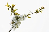 Branch of cherry blossom