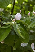 Quince blossom on branch