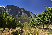 Vineyard von Boekenhoutskloof, Franschhoek, Western Cape, SA