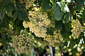 Vine with Sultana grapes (Swartland, Western Cape, SA)