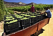 Weinlese von Chenin Blanc Trauben (Vondeling, Paarl, Western Cape, SA)