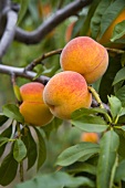 Fresh peaches on a branch