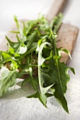 Fresh dandelions on a wooden board