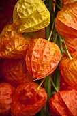 Physalis flowers