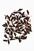 Chapulines (geröstete Heuschrecken, Mexiko)