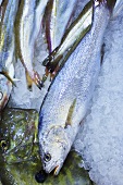 Various types of fish on ice