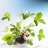 A strawberry plant with roots in a clump of earth