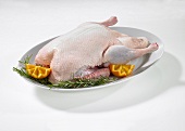 A raw duck on a platter against a white background